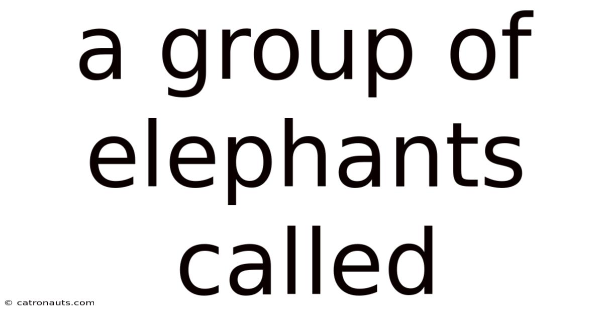 A Group Of Elephants Called