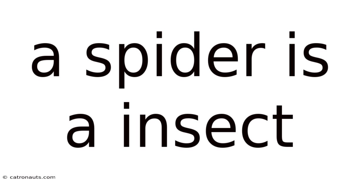 A Spider Is A Insect