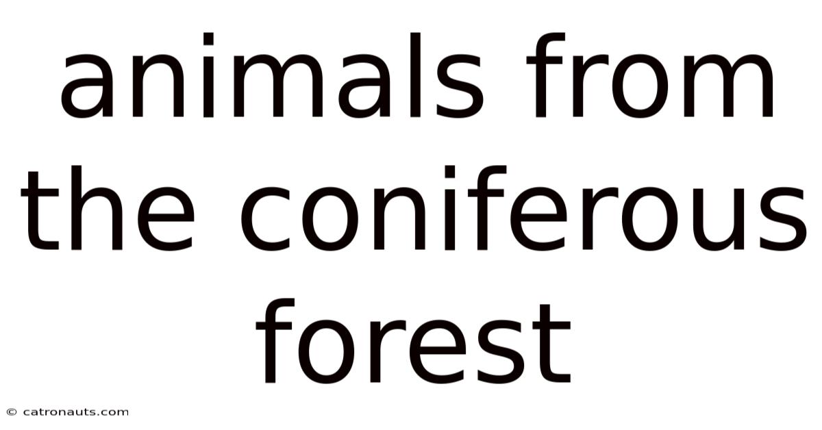Animals From The Coniferous Forest