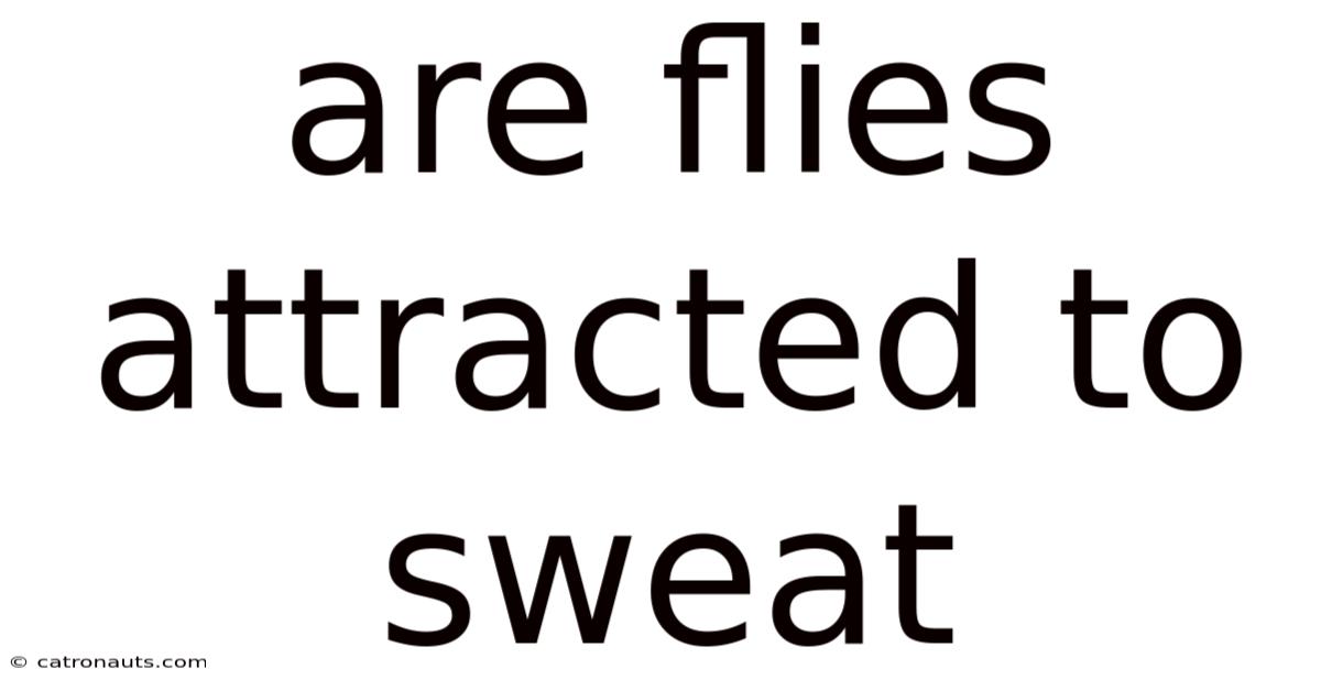 Are Flies Attracted To Sweat