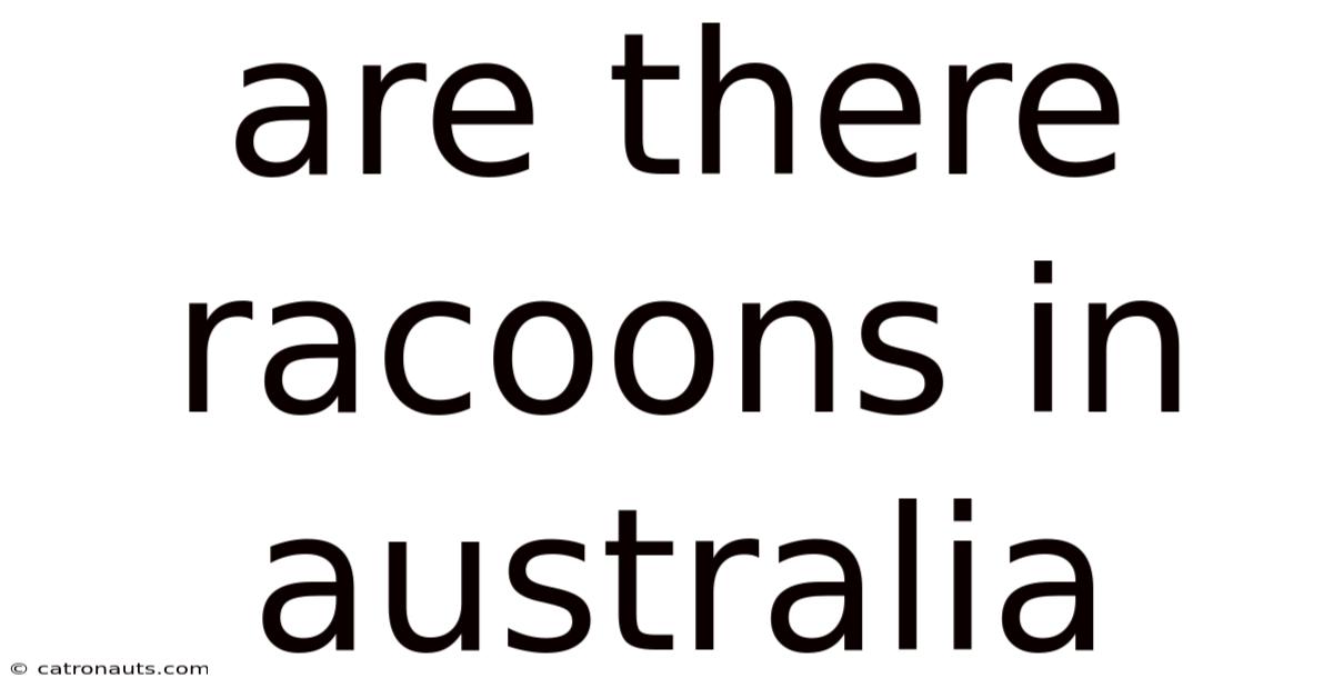 Are There Racoons In Australia