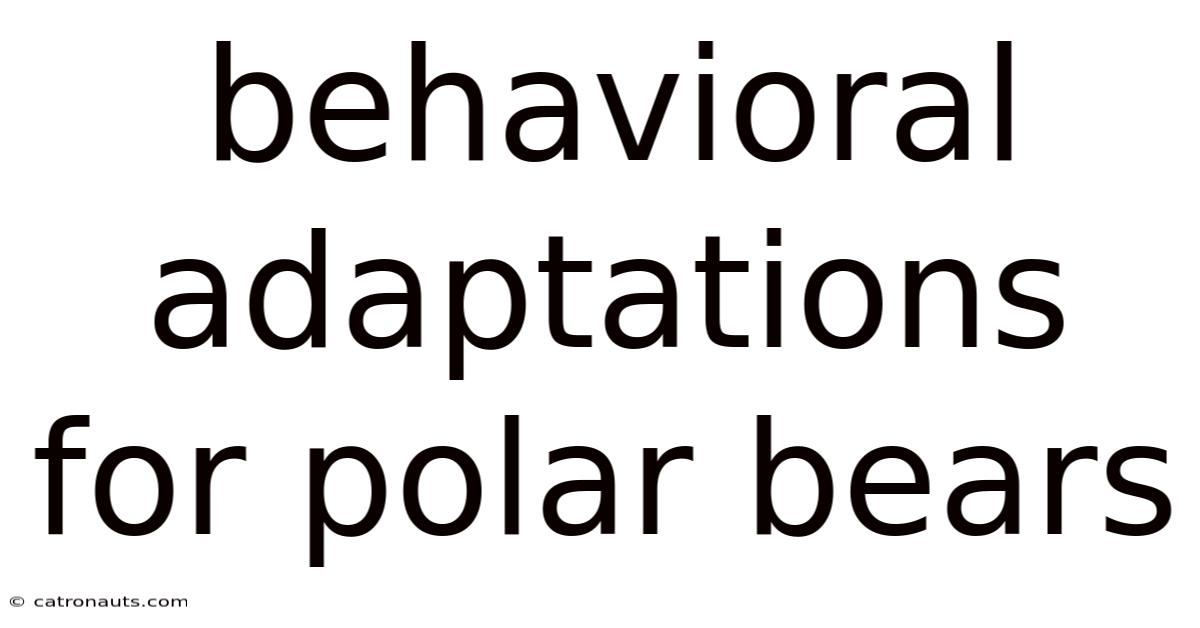 Behavioral Adaptations For Polar Bears