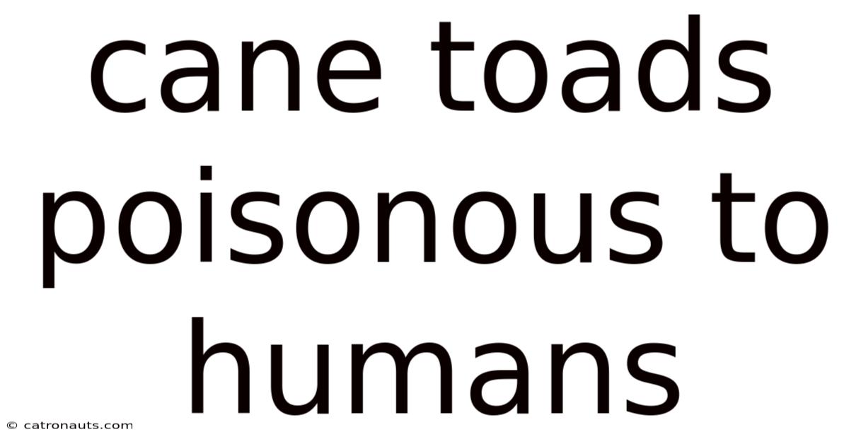 Cane Toads Poisonous To Humans