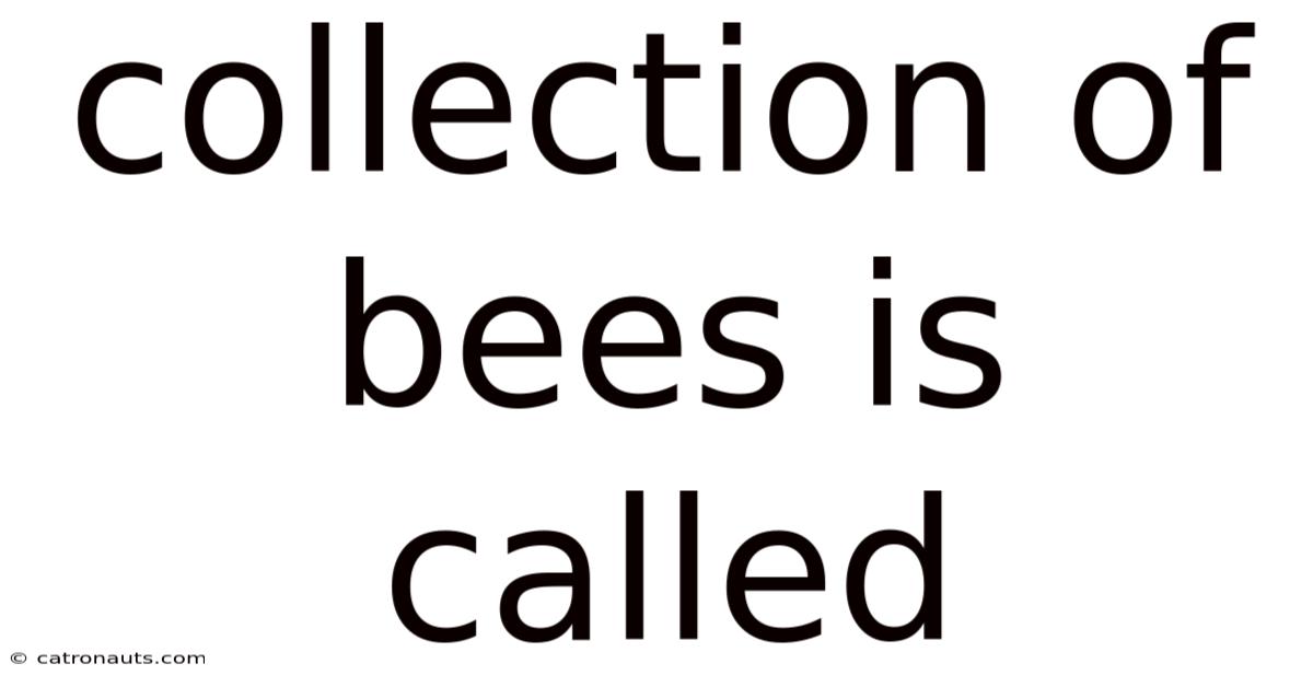 Collection Of Bees Is Called