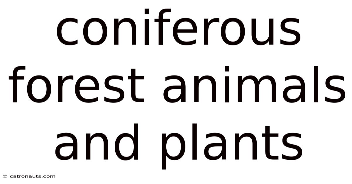 Coniferous Forest Animals And Plants