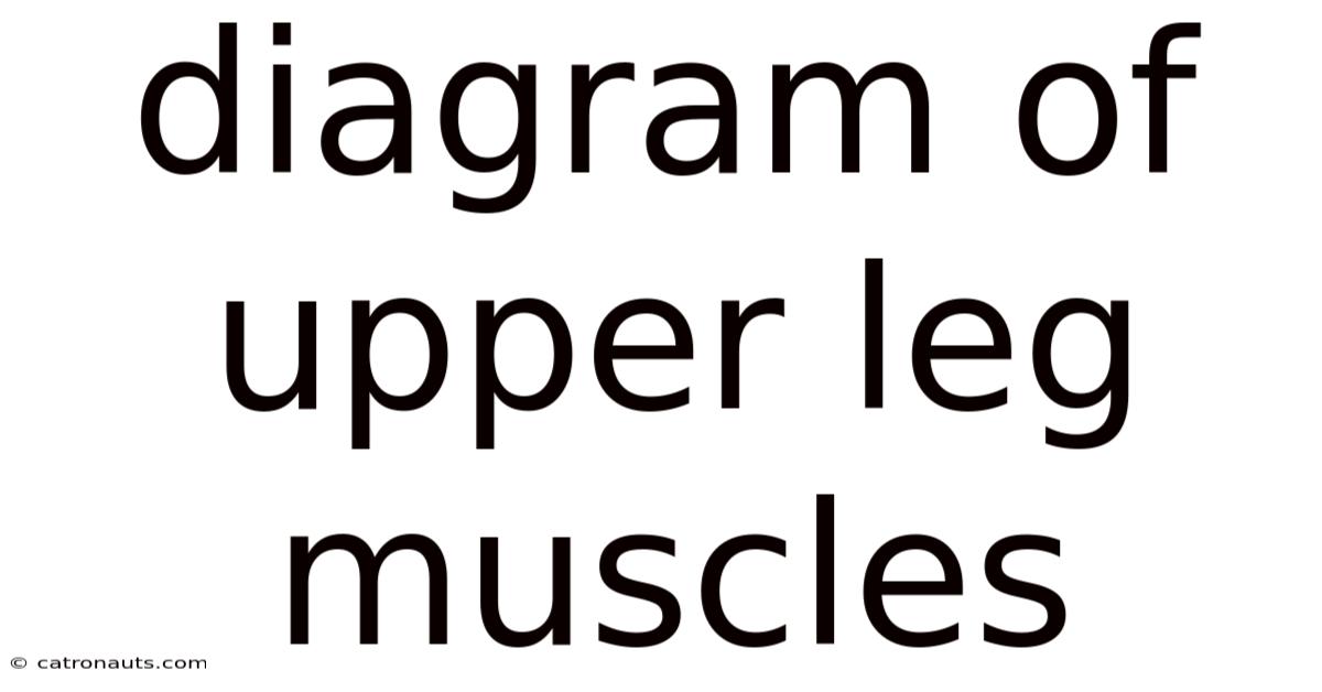 Diagram Of Upper Leg Muscles