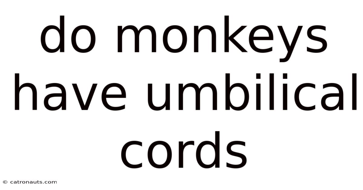 Do Monkeys Have Umbilical Cords