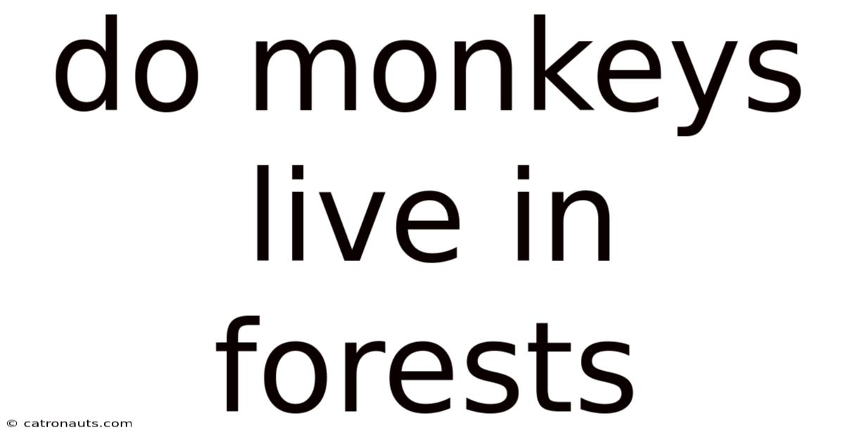 Do Monkeys Live In Forests
