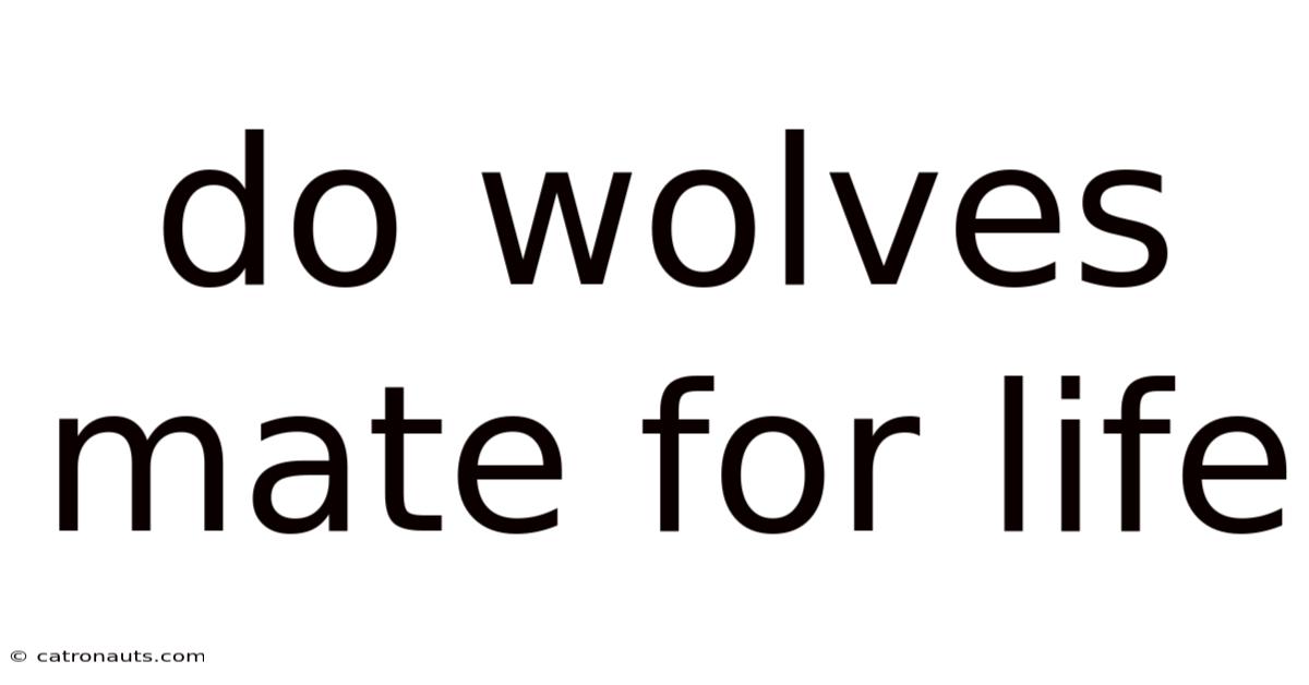 Do Wolves Mate For Life