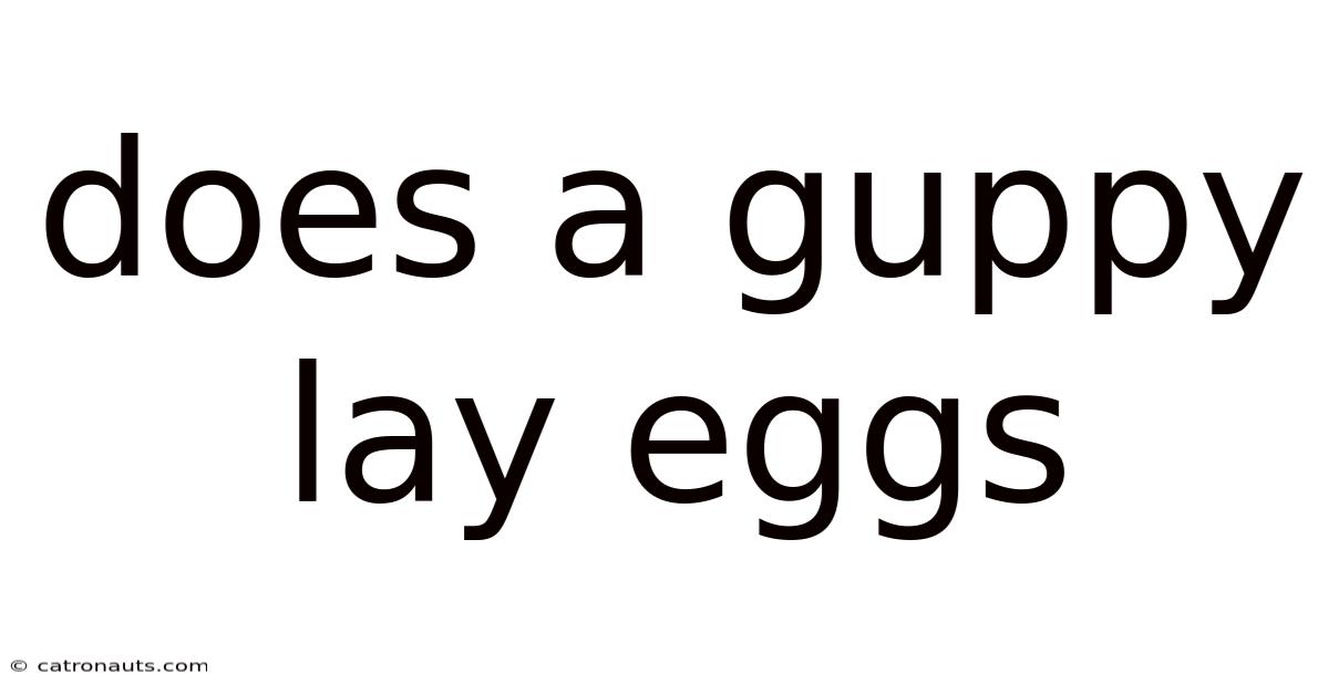 Does A Guppy Lay Eggs