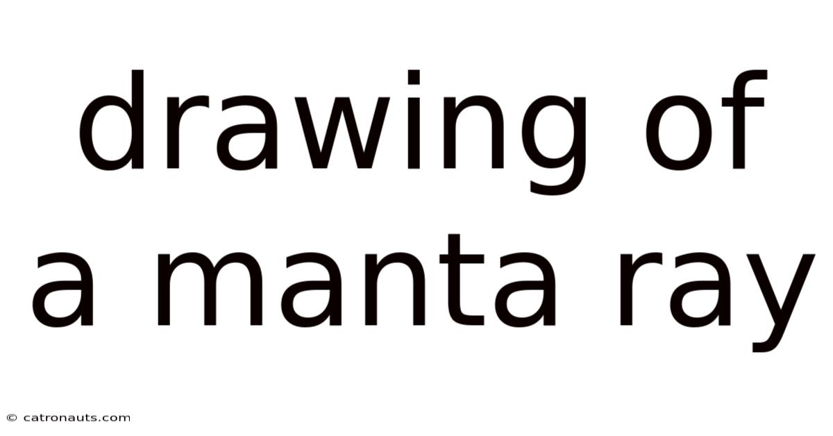 Drawing Of A Manta Ray