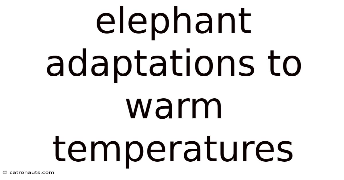 Elephant Adaptations To Warm Temperatures