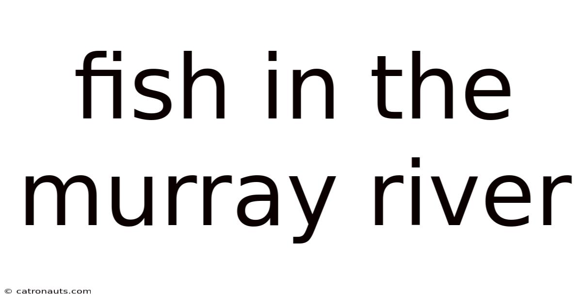 Fish In The Murray River