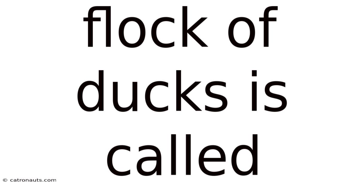 Flock Of Ducks Is Called