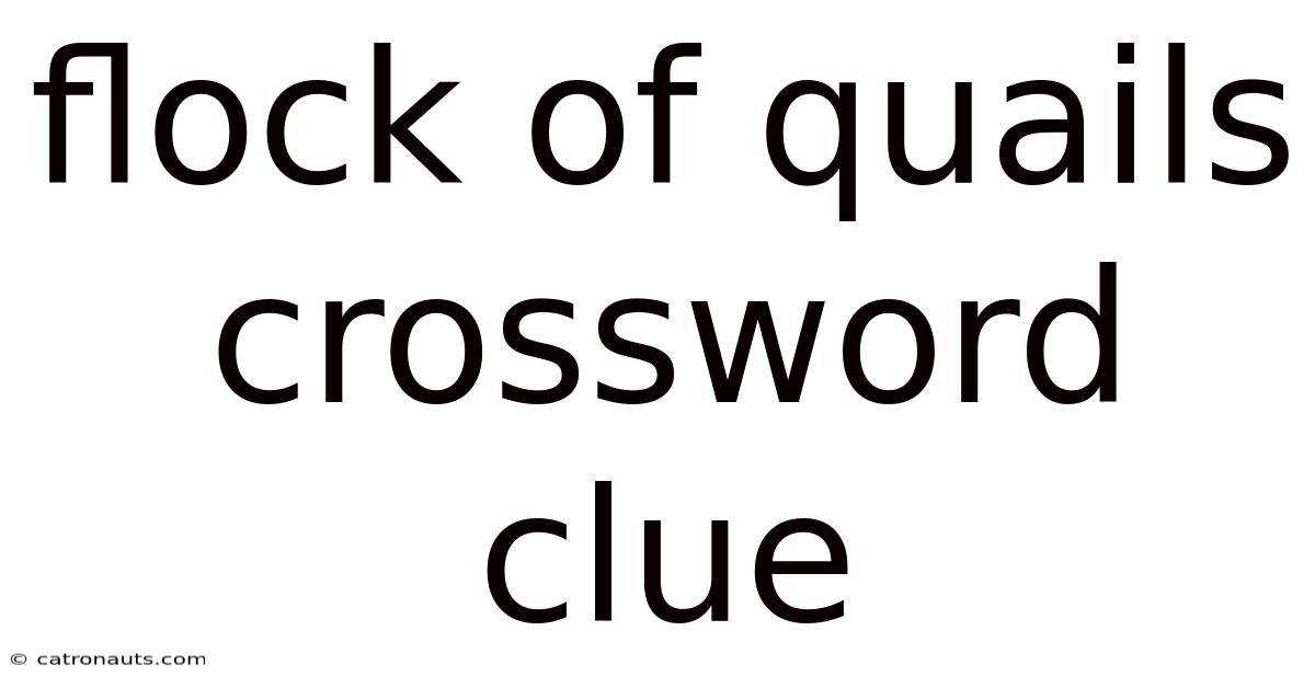 Flock Of Quails Crossword Clue
