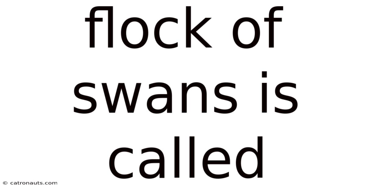 Flock Of Swans Is Called