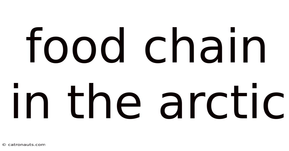 Food Chain In The Arctic