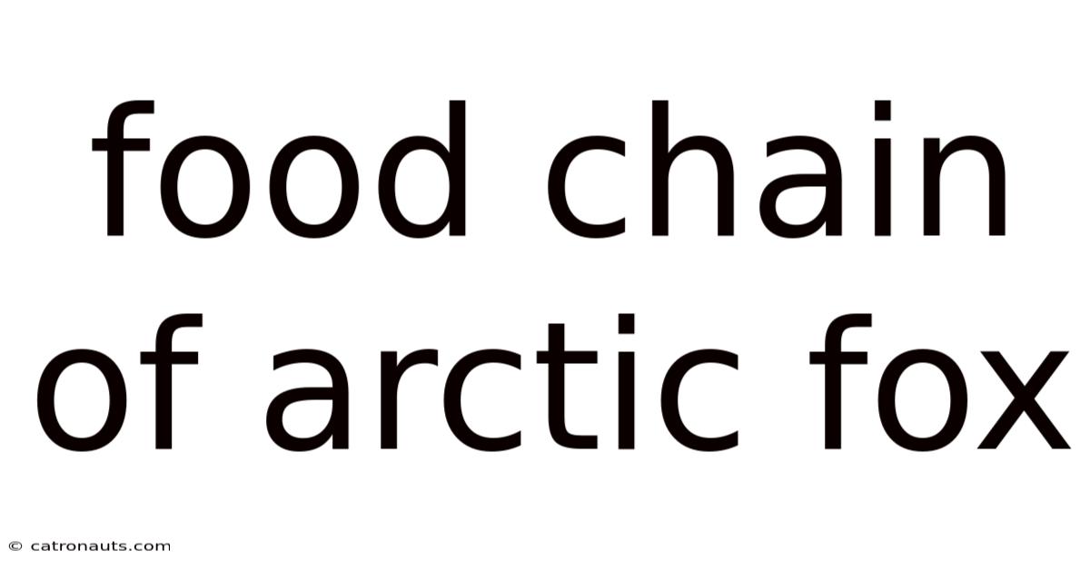 Food Chain Of Arctic Fox