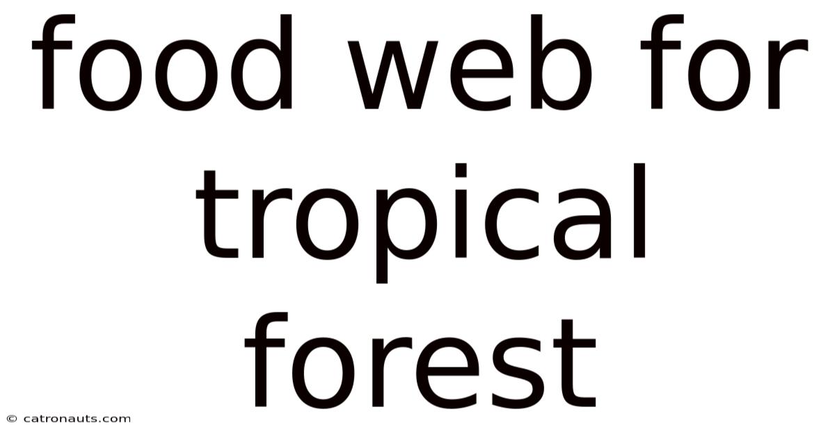 Food Web For Tropical Forest