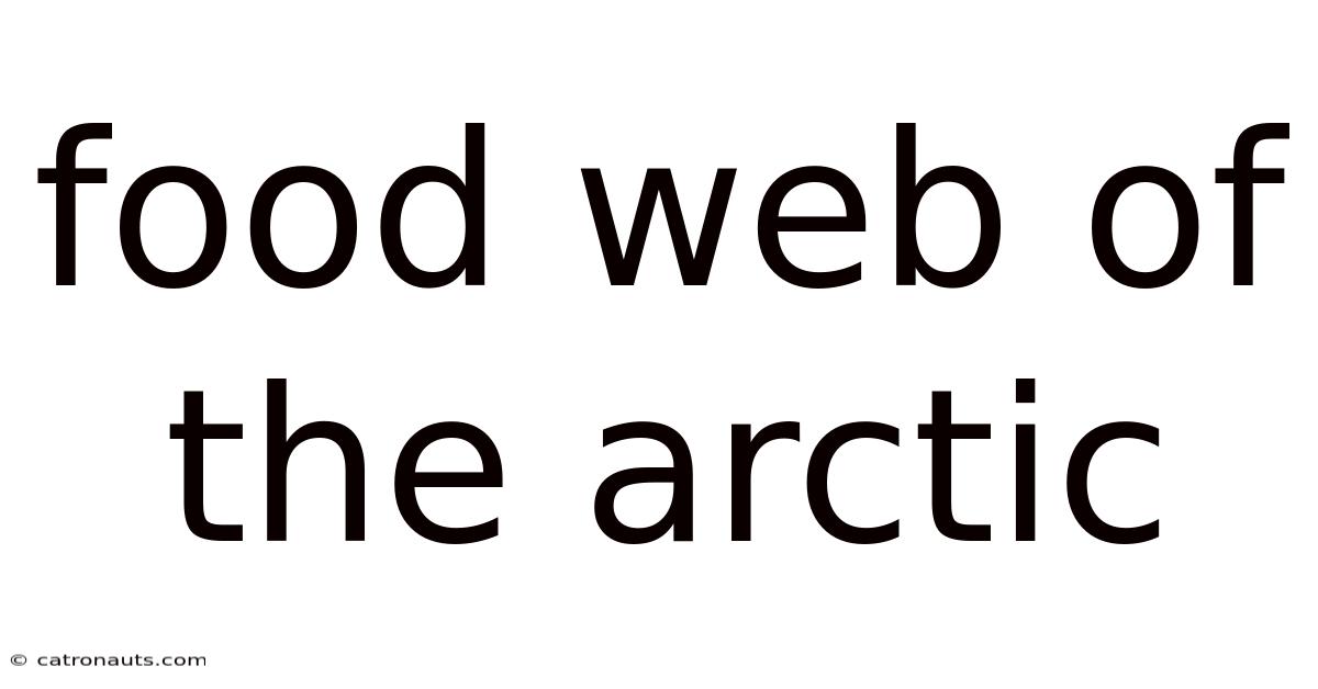 Food Web Of The Arctic