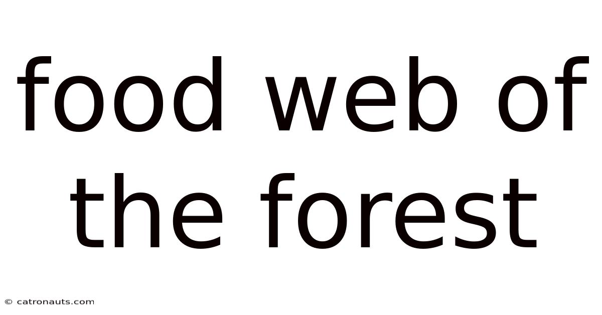 Food Web Of The Forest