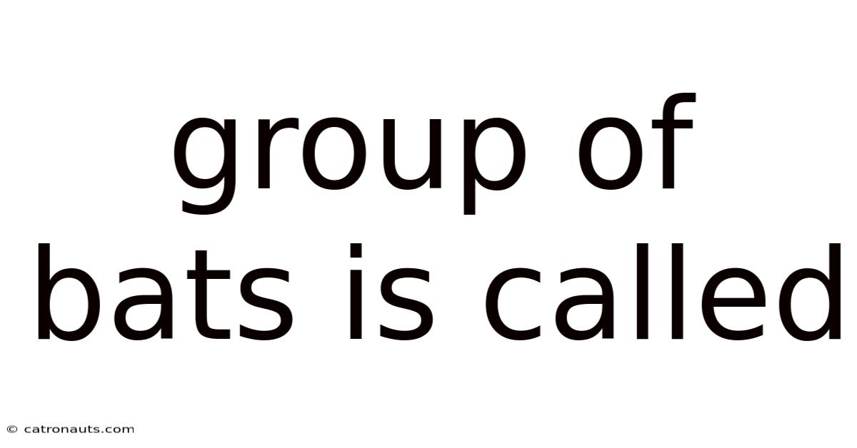 Group Of Bats Is Called