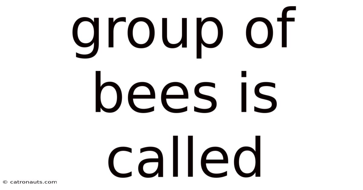 Group Of Bees Is Called