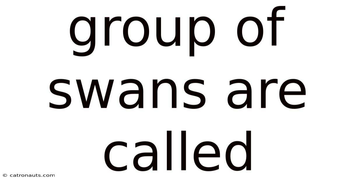 Group Of Swans Are Called