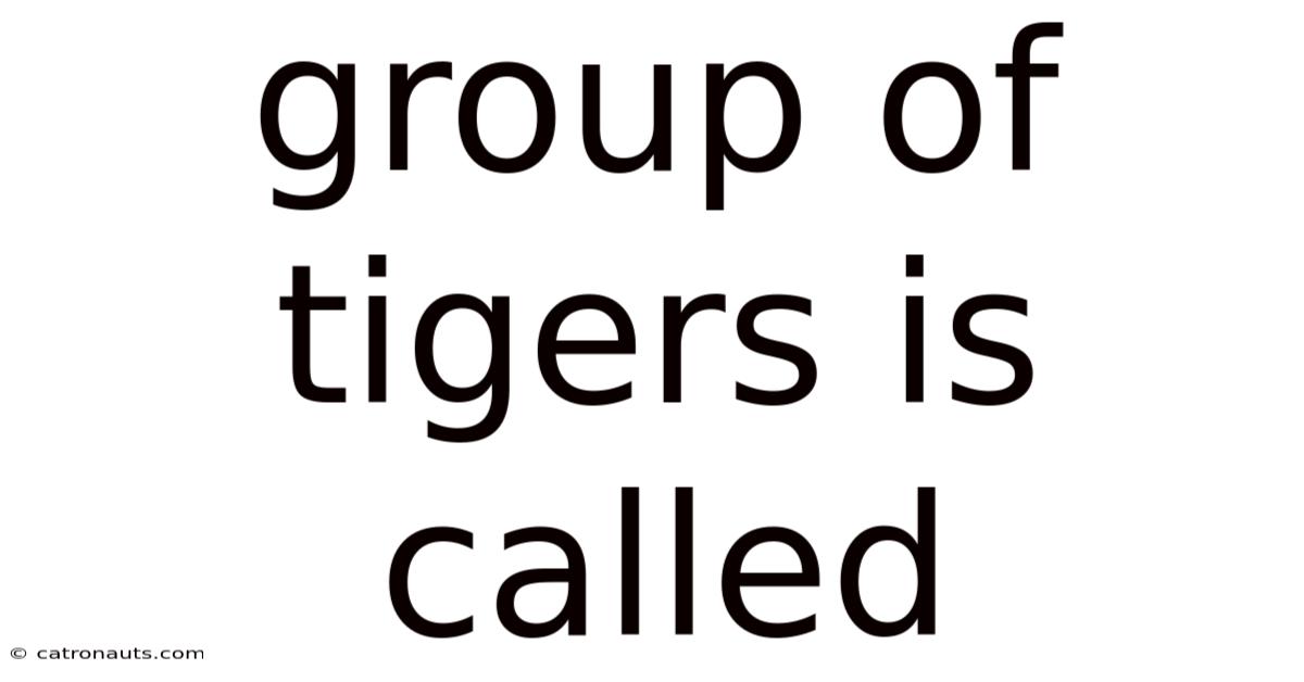 Group Of Tigers Is Called