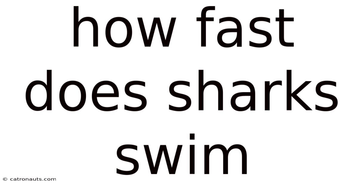 How Fast Does Sharks Swim