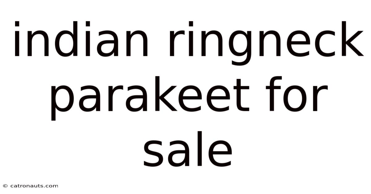 Indian Ringneck Parakeet For Sale