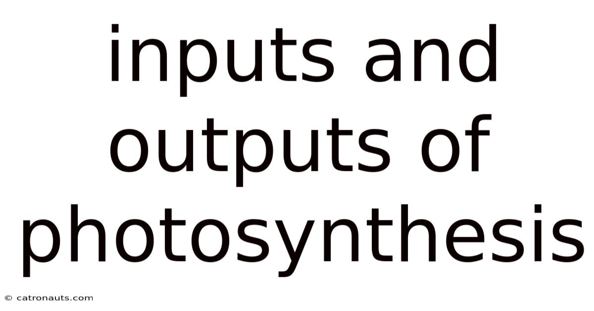 Inputs And Outputs Of Photosynthesis