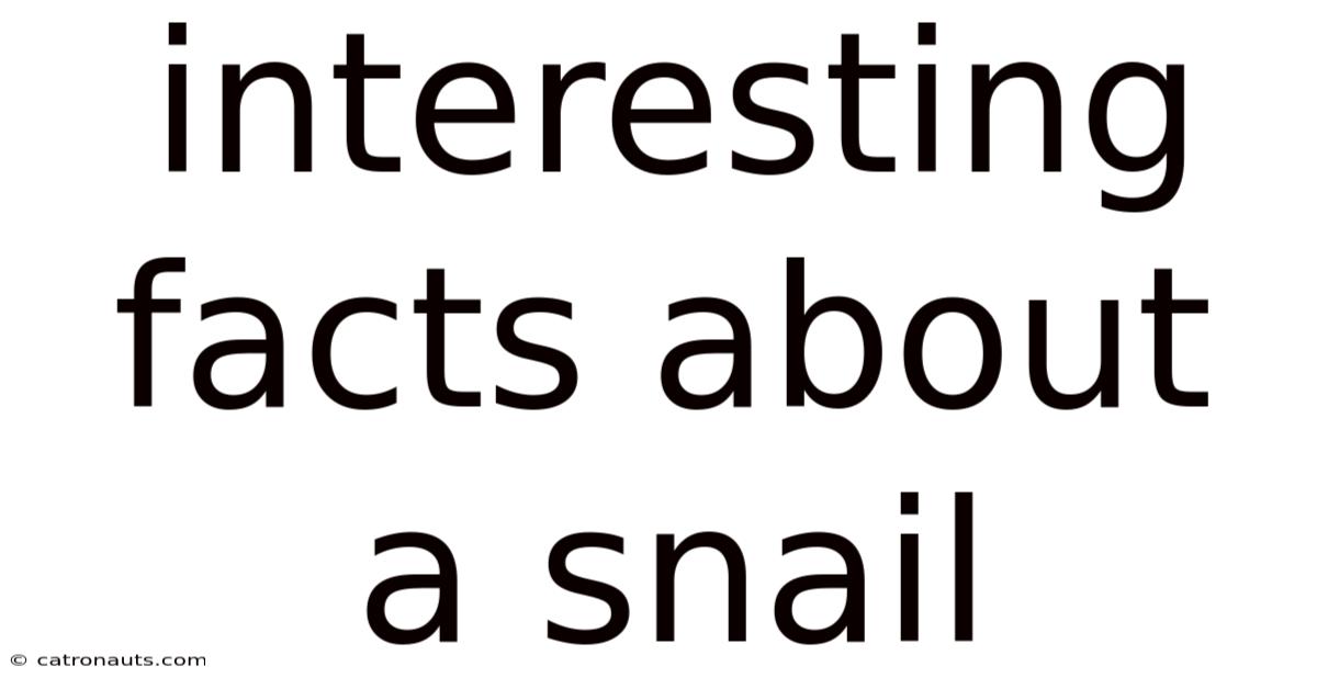 Interesting Facts About A Snail