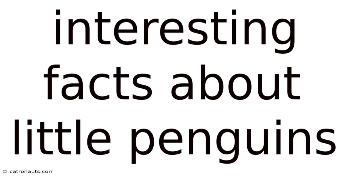 Interesting Facts About Little Penguins