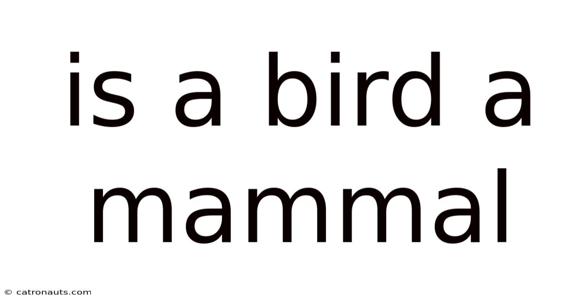 Is A Bird A Mammal