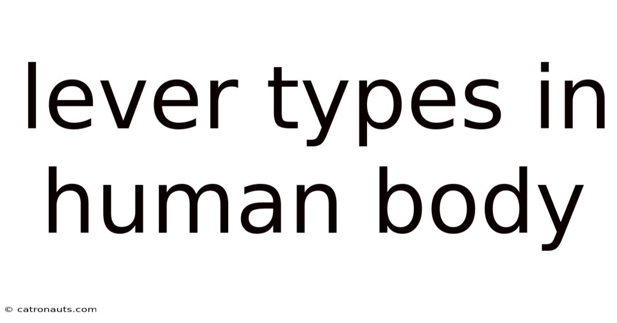 Lever Types In Human Body