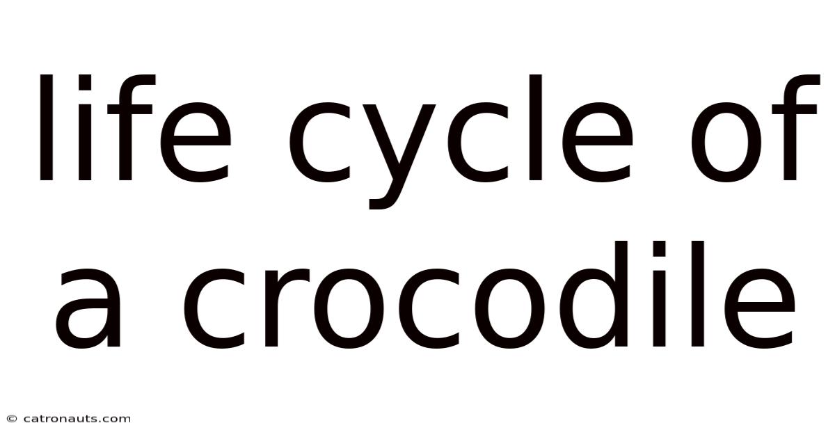Life Cycle Of A Crocodile