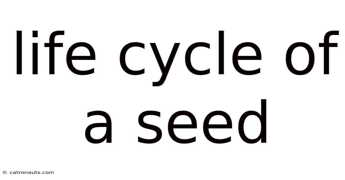 Life Cycle Of A Seed