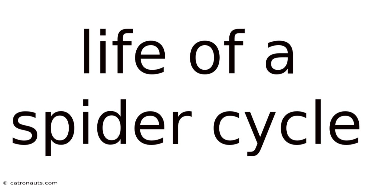 Life Of A Spider Cycle