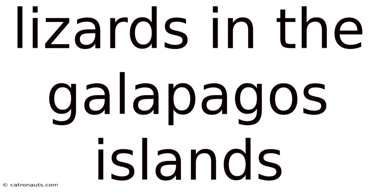 Lizards In The Galapagos Islands