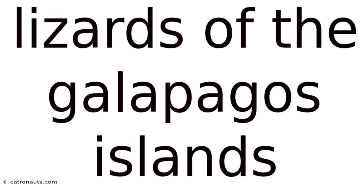 Lizards Of The Galapagos Islands