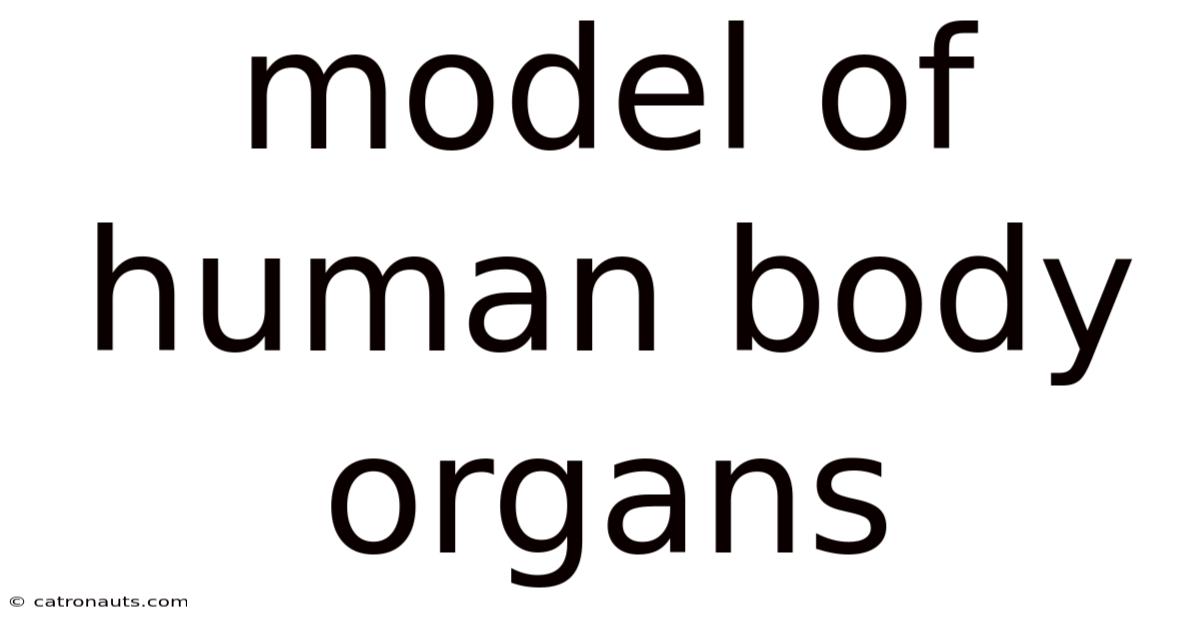 Model Of Human Body Organs