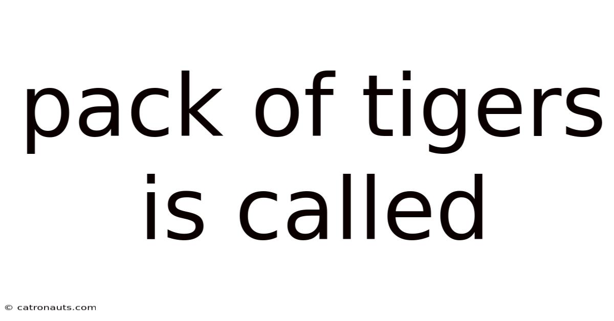Pack Of Tigers Is Called
