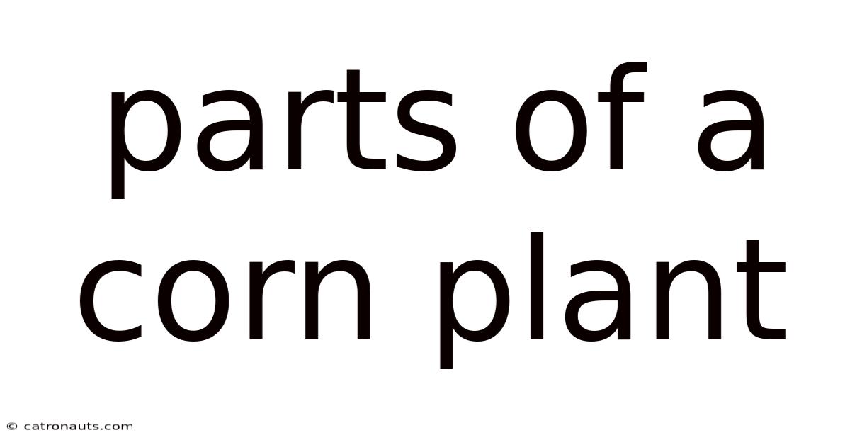 Parts Of A Corn Plant
