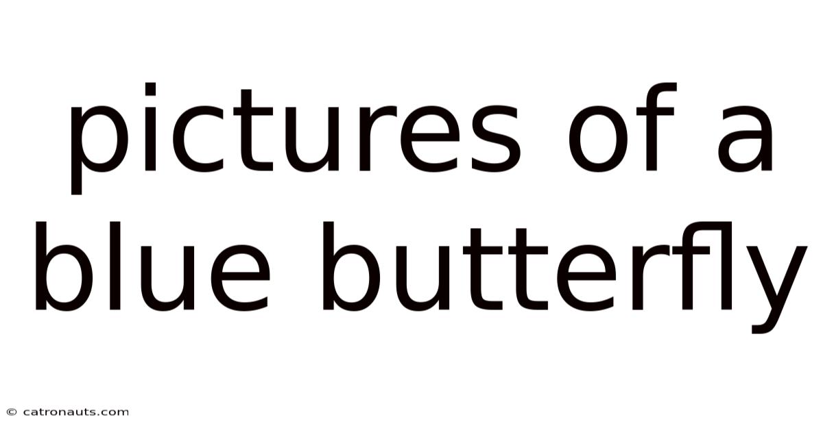Pictures Of A Blue Butterfly