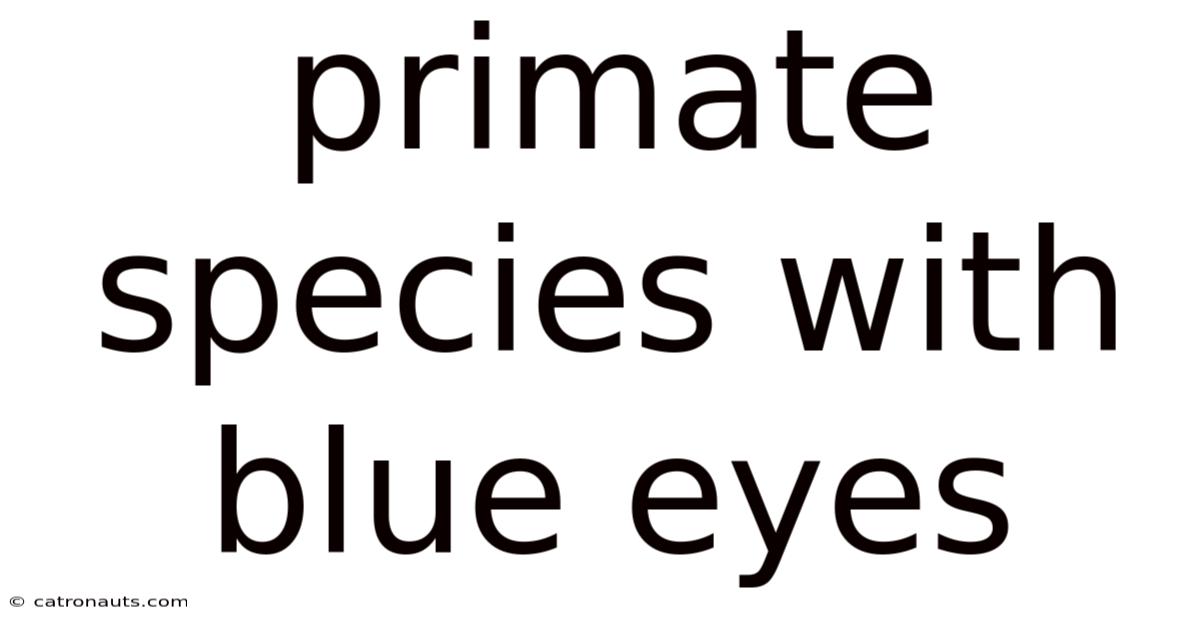Primate Species With Blue Eyes