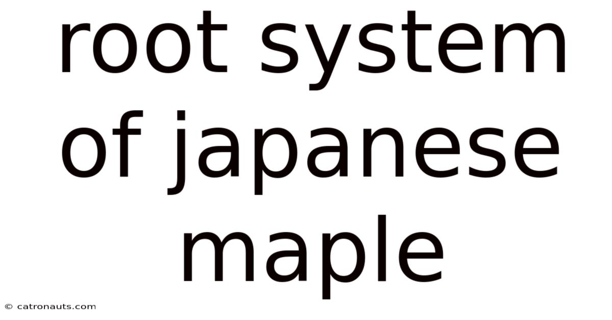 Root System Of Japanese Maple