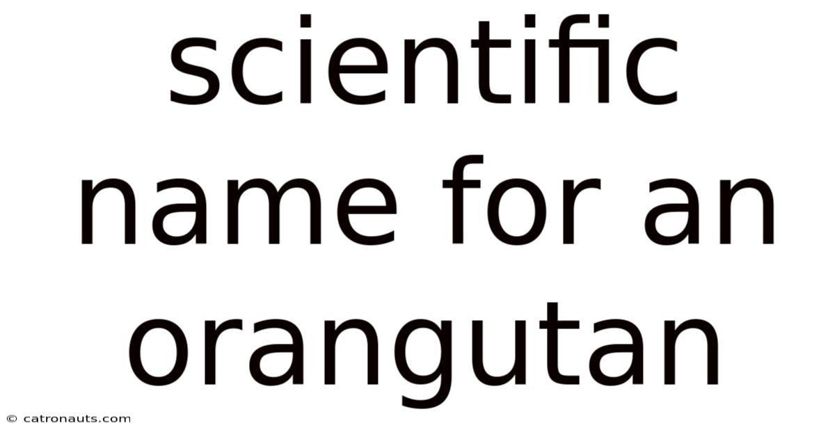 Scientific Name For An Orangutan