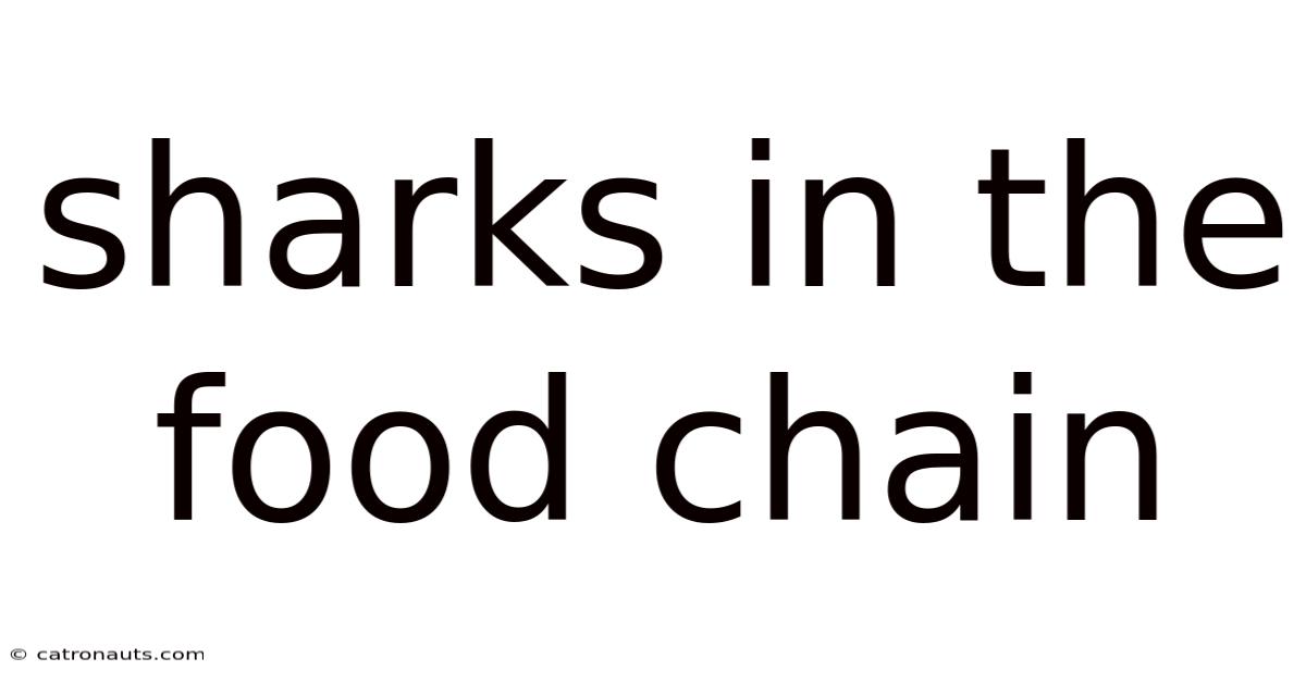 Sharks In The Food Chain