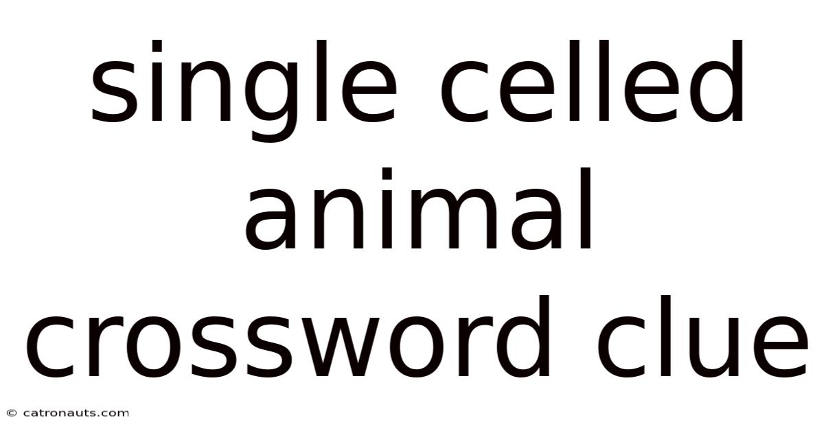 Single Celled Animal Crossword Clue